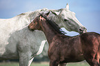 Oldenburg Horse with foal