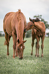 Oldenburg Horse with foal