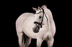 Oldenburg Horse Portrait
