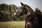 Oldenburg Horse Portrait