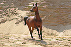trotting Oldenburg Horse