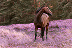 standing Oldenburg Horse