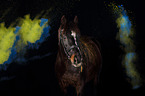 Oldenburg Horse with holi colour