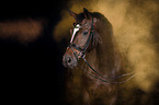 Oldenburg Horse with holi colour