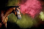 Oldenburg Horse with holi colour