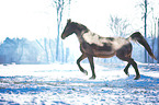 Oldenburg horse in the winter