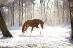 Oldenburg horse in the winter