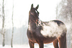 Oldenburg horse in the winter