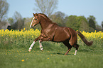 galloping Oldenburg Horse