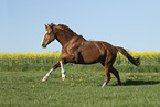 galloping Oldenburg Horse