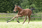 galloping Oldenburg Horse foal
