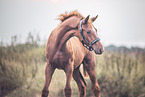 Oldenburg Horse foal