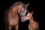 2 Oldenburg Horses