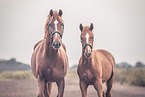 2 Oldenburg Horses