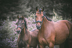 2 Oldenburg Horses