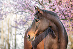 Oldenburg Horse Portrait