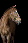 Oldenburg Horse Portrait