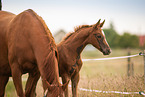 Oldenburg Horse foal