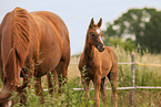 Oldenburg Horse foal