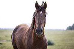 Oldenburg Horse stallion
