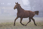 Oldenburg Horse