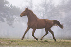 Oldenburg Horse