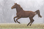 Oldenburg Horse