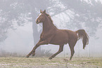 Oldenburg Horse