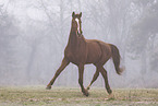 Oldenburg Horse