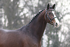 Oldenburg Horse stallion