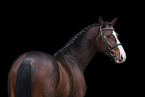 Oldenburg Horse stallion