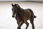 Oldenburg Horse foal