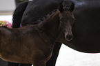 Oldenburg Horses