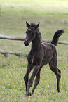 Oldenburg Horse foal