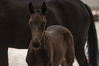 Oldenburg Horse foal