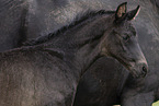 Oldenburg Horses