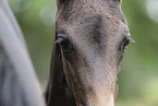 Oldenburg Horse foal