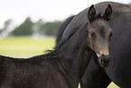 Oldenburg Horses