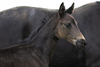 Oldenburg Horses