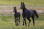 Oldenburg Horses