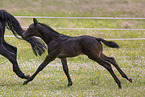 Oldenburg Horse foal