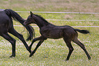 Oldenburg Horses