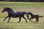 Oldenburg Horses