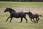 Oldenburg Horses