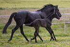 Oldenburg Horses