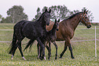 Oldenburg Horses