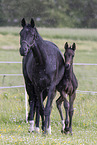 Oldenburg Horses