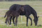 Oldenburg Horses