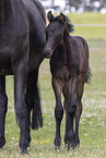 Oldenburg Horses