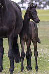 Oldenburg Horses